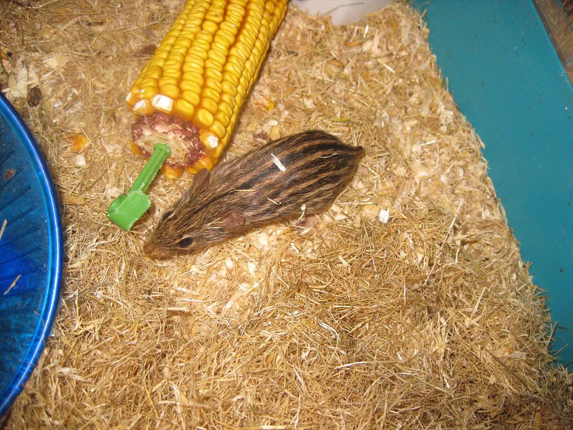 Zebramus Peter Haleløs billede 3