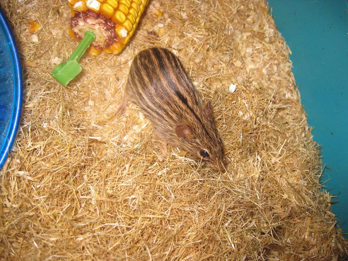 Zebramus Peter Haleløs billede 4