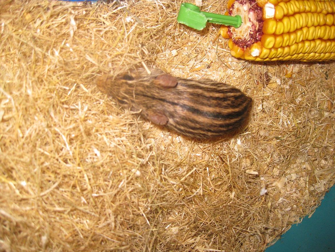 Zebramus Peter Haleløs billede 5