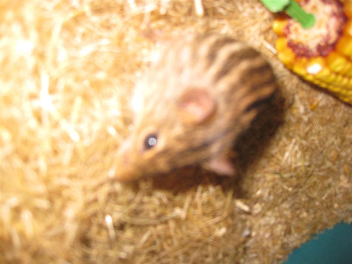 Zebramus Peter Haleløs billede 6