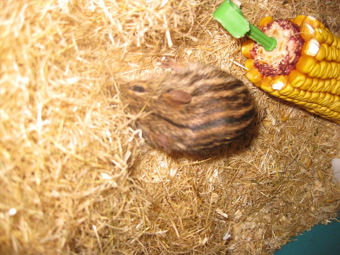 Zebramus Peter Haleløs billede 7