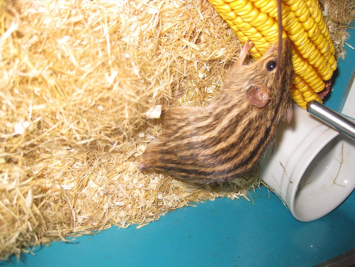 Zebramus Peter Haleløs billede 8