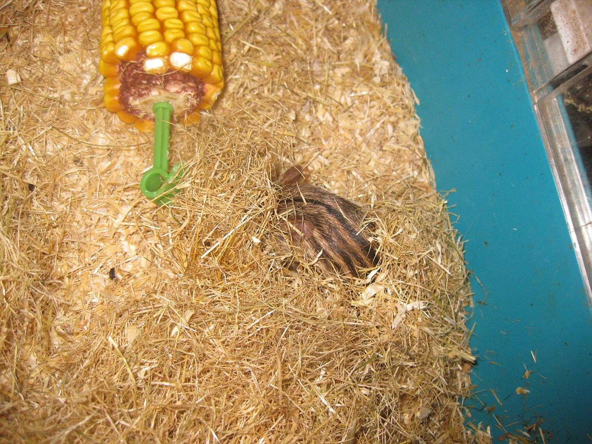 Zebramus Peter Haleløs billede 9