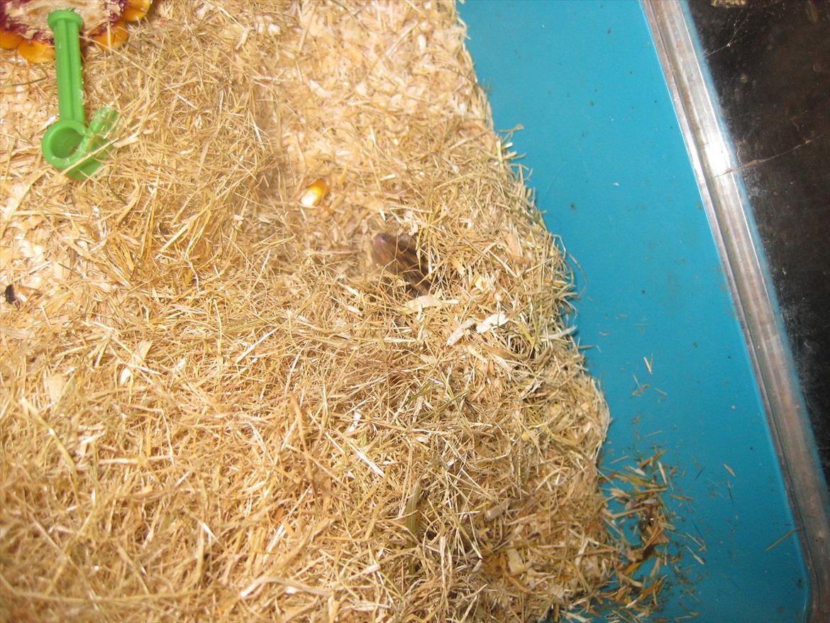 Zebramus Peter Haleløs billede 10