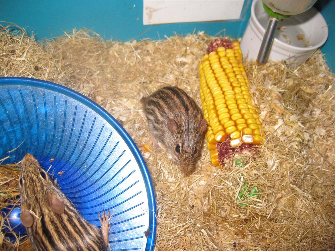 Zebramus Peter Haleløs billede 11