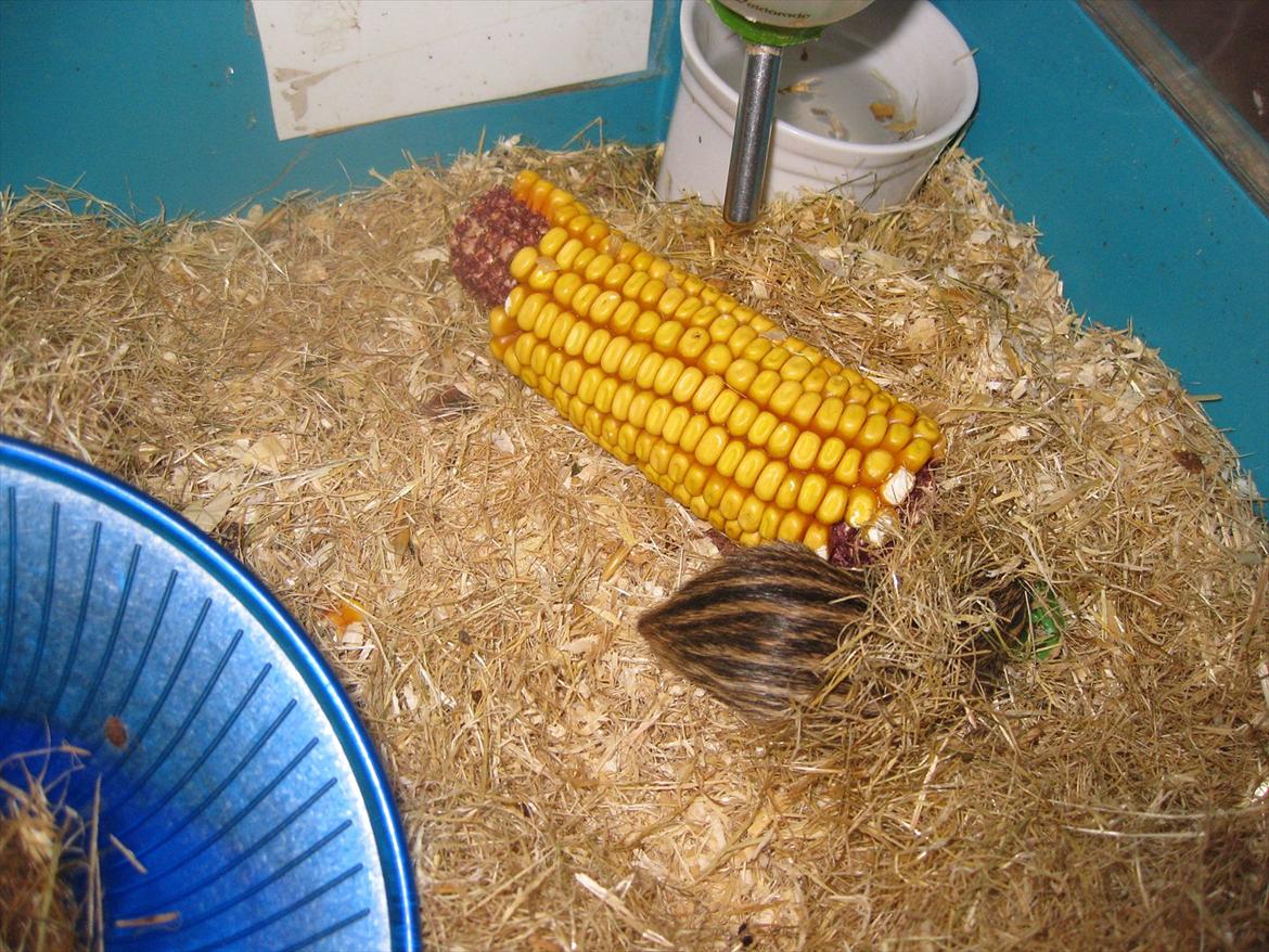 Zebramus Peter Haleløs billede 12