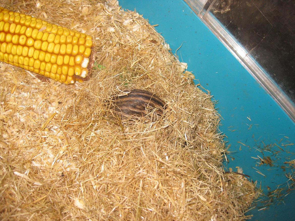 Zebramus Peter Haleløs billede 13