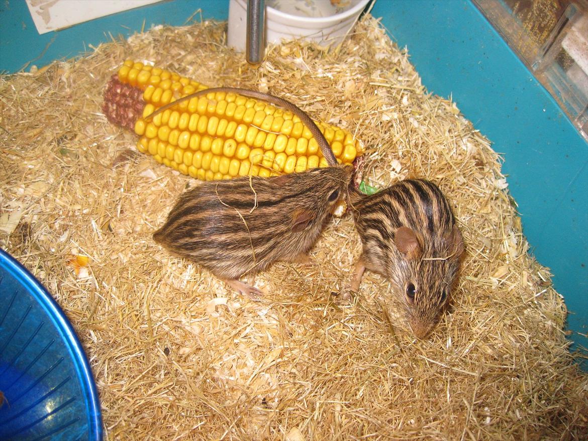 Zebramus Peter Haleløs billede 14