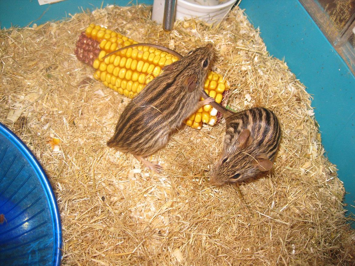 Zebramus Peter Haleløs billede 15