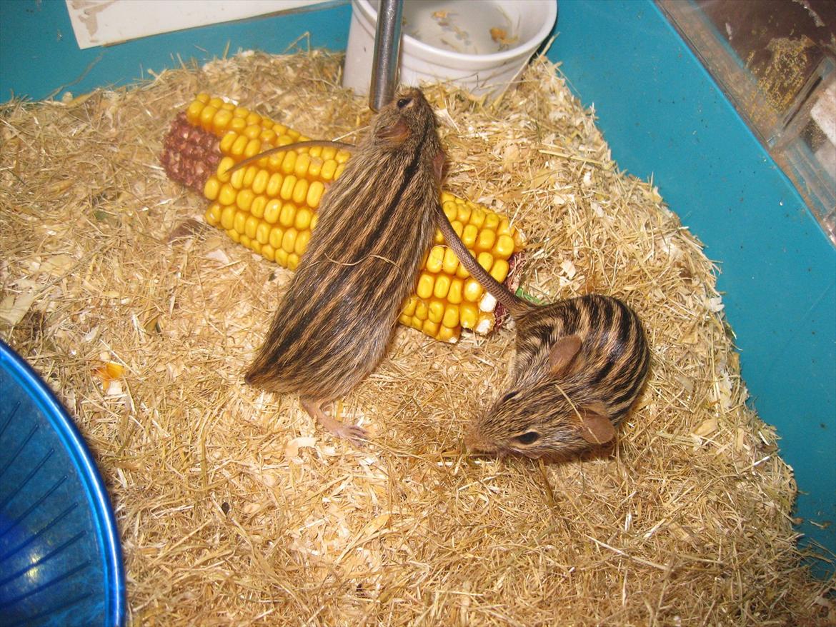 Zebramus Peter Haleløs billede 16