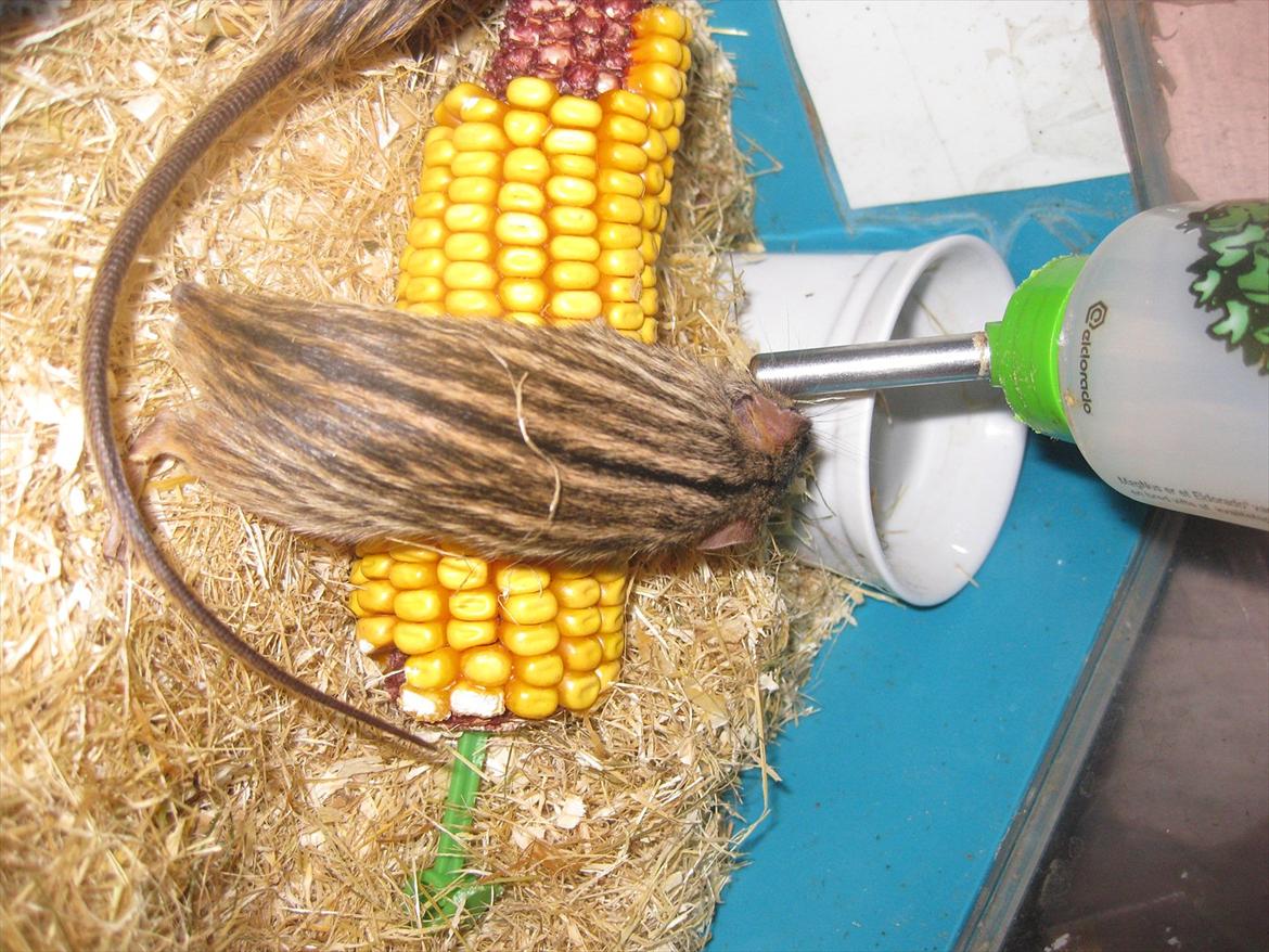 Zebramus Peter Haleløs billede 17