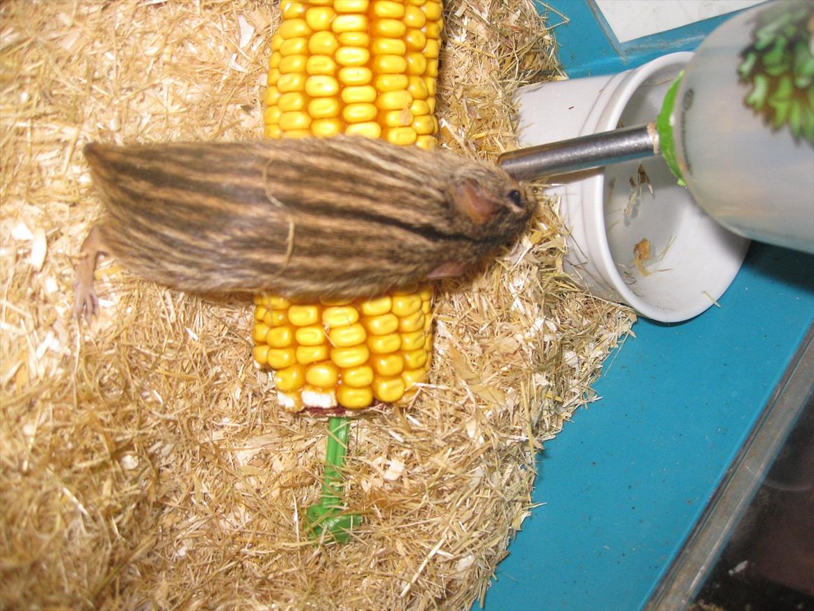 Zebramus Peter Haleløs billede 18