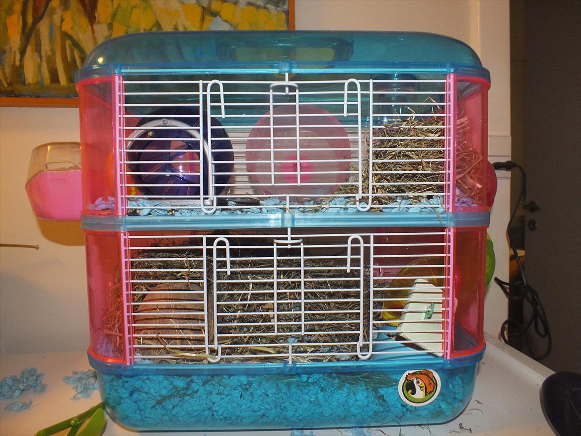 Dværghamster Arnakkegårds Miffy. billede 1