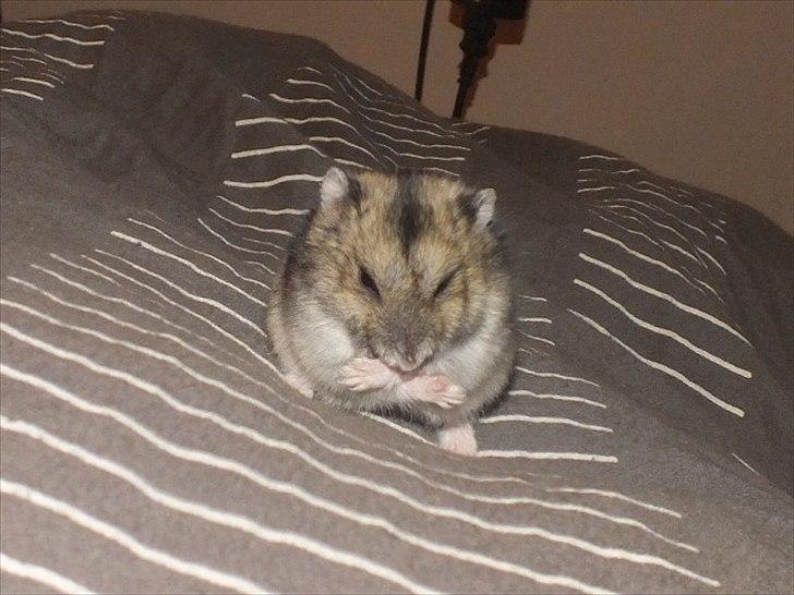 Dværghamster Arnakkegårds Miffy. billede 2