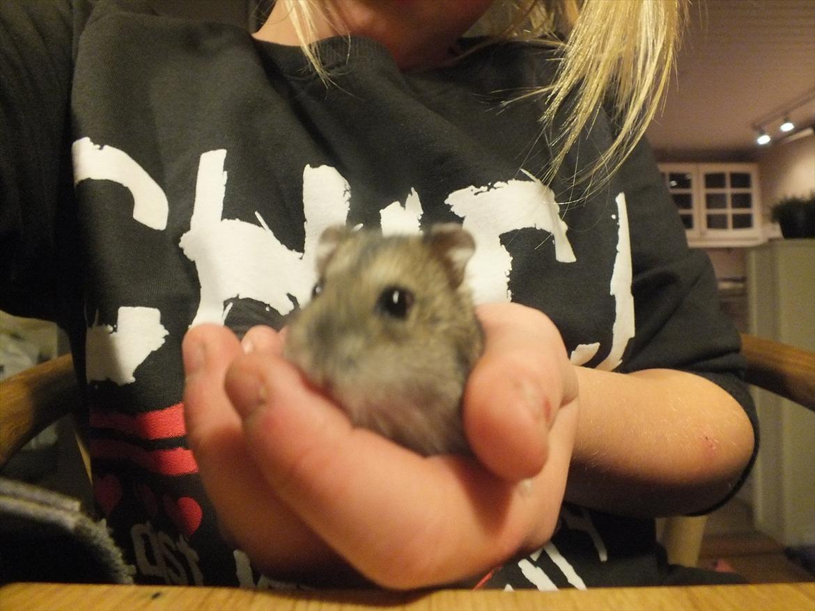 Dværghamster Arnakkegårds Miffy. billede 3