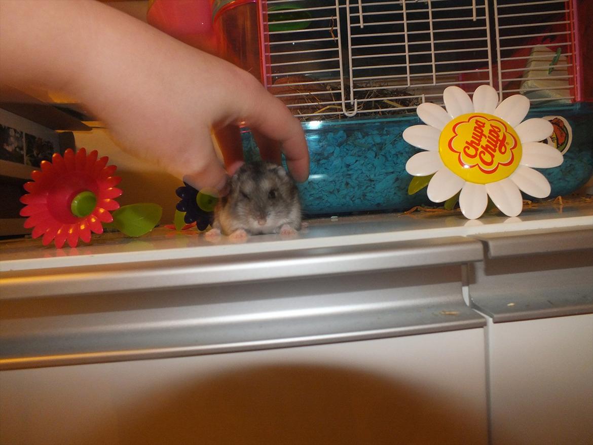 Dværghamster Arnakkegårds Miffy. billede 4