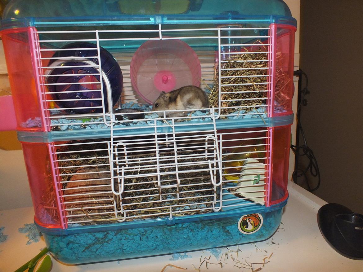Dværghamster Arnakkegårds Miffy. billede 5