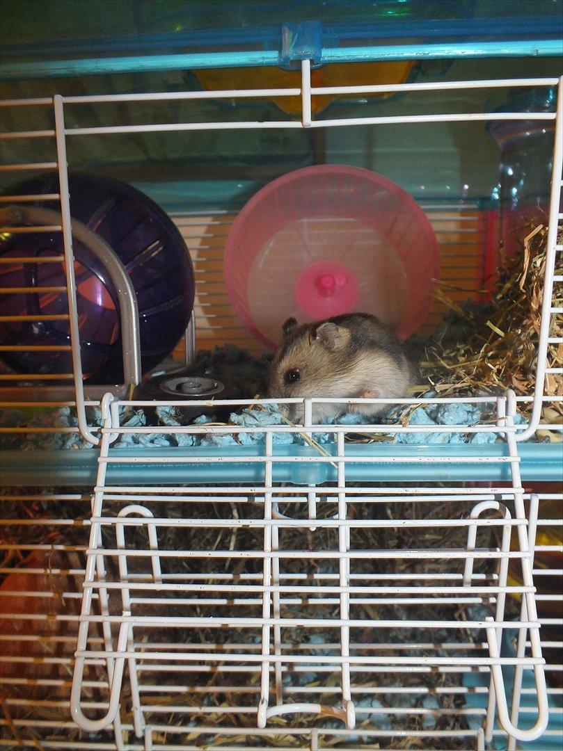 Dværghamster Arnakkegårds Miffy. billede 6