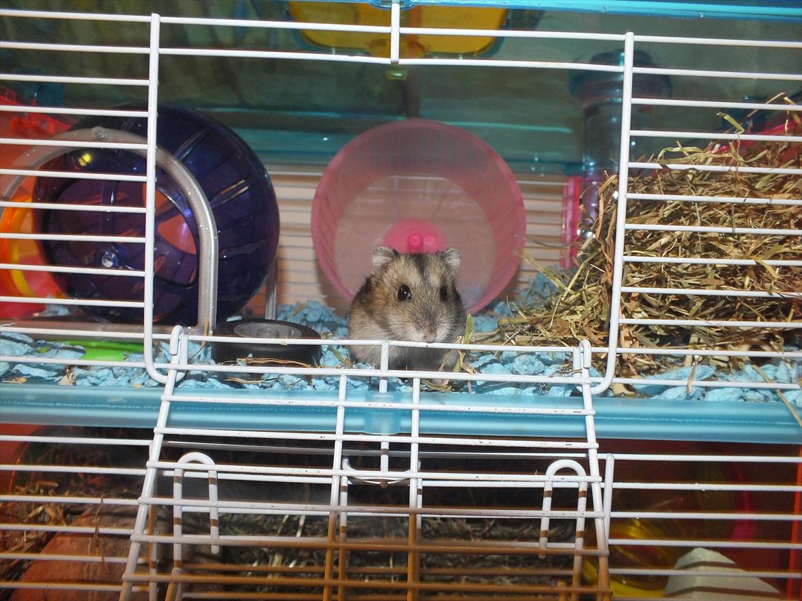 Dværghamster Arnakkegårds Miffy. billede 7