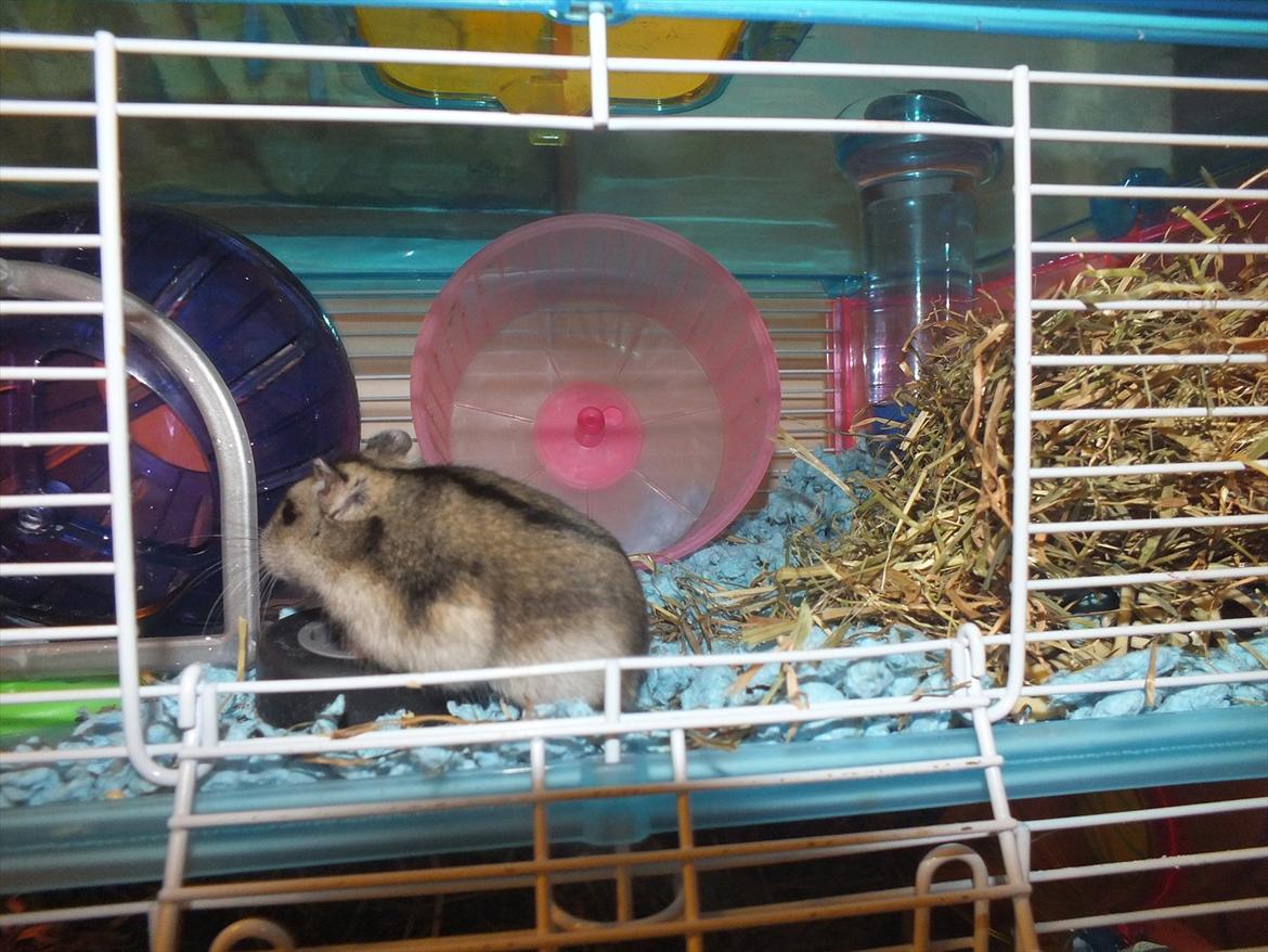 Dværghamster Arnakkegårds Miffy. billede 8