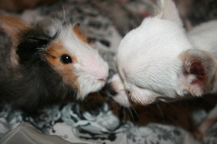 Marsvin Baily  - Baily's far sammen med min søsters hund. billede 11