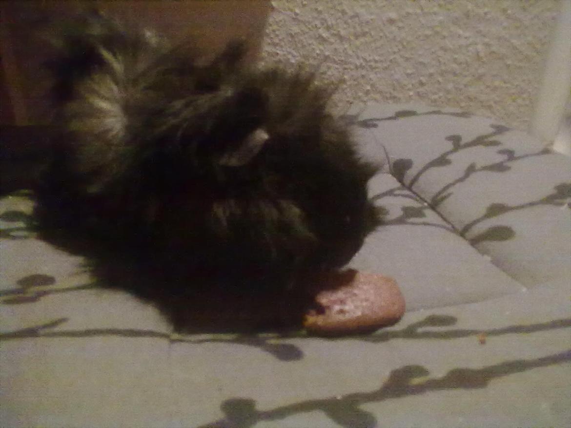 Marsvin Baily  - er det... kage? xD billede 12