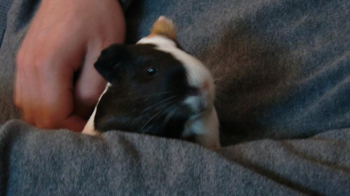 Marsvin Smutti billede 1