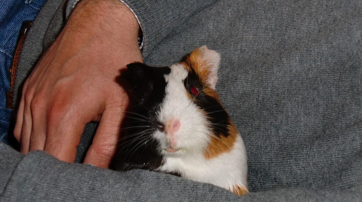 Marsvin Smutti billede 2