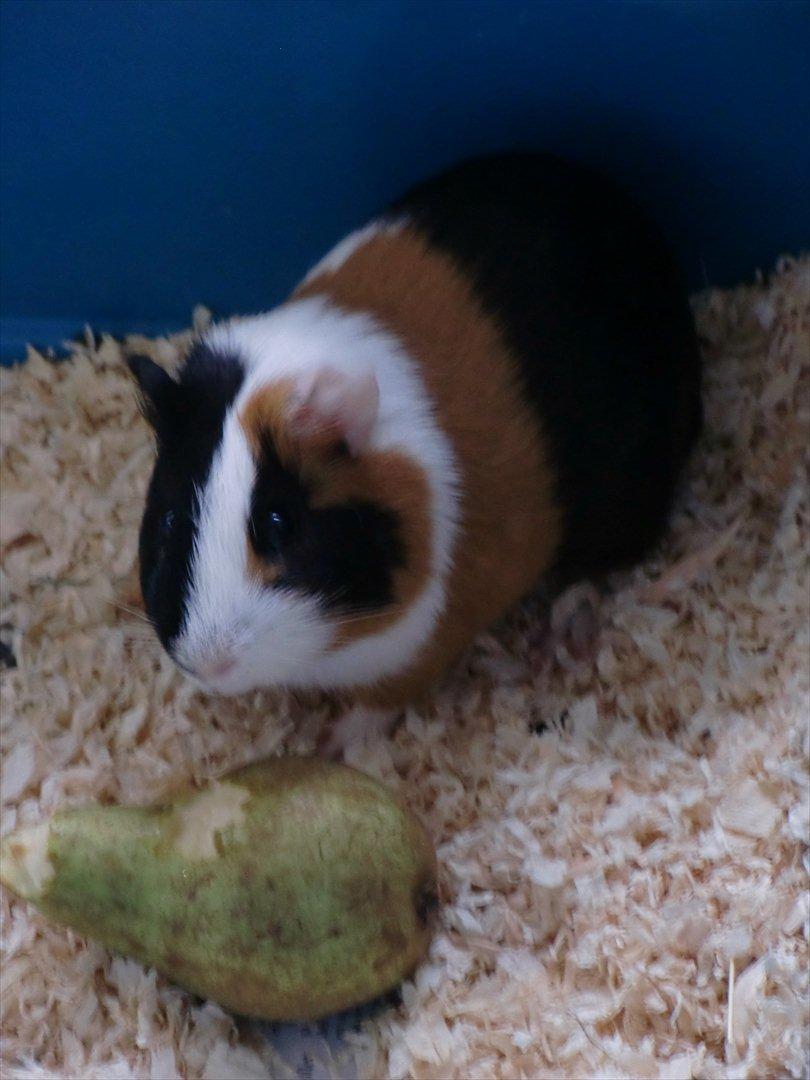 Marsvin Smutti billede 3