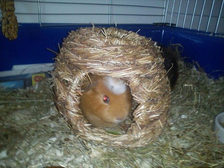 Marsvin Hvirvel billede 2