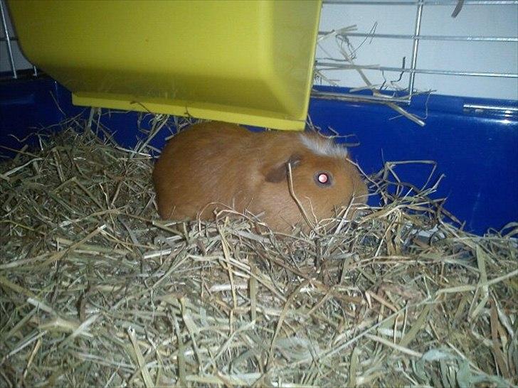 Marsvin Hvirvel billede 3