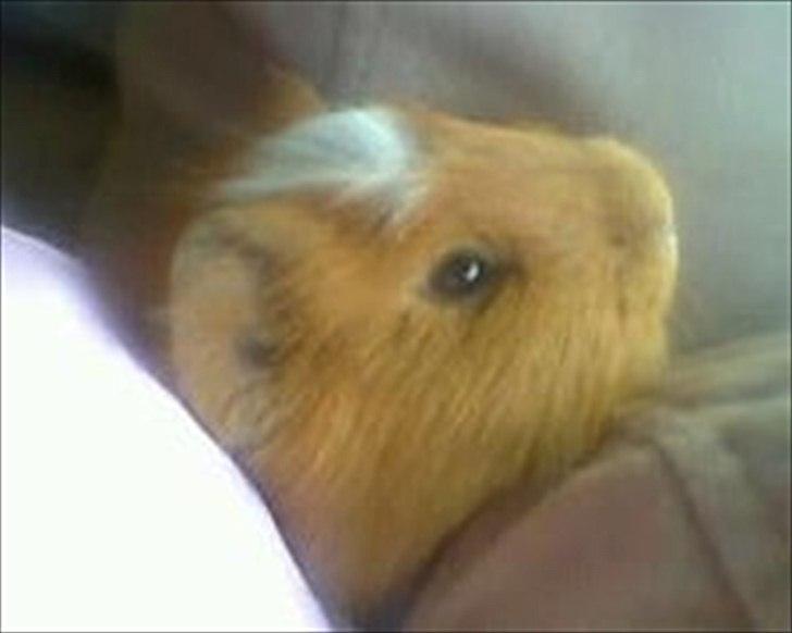 Marsvin Hvirvel billede 6