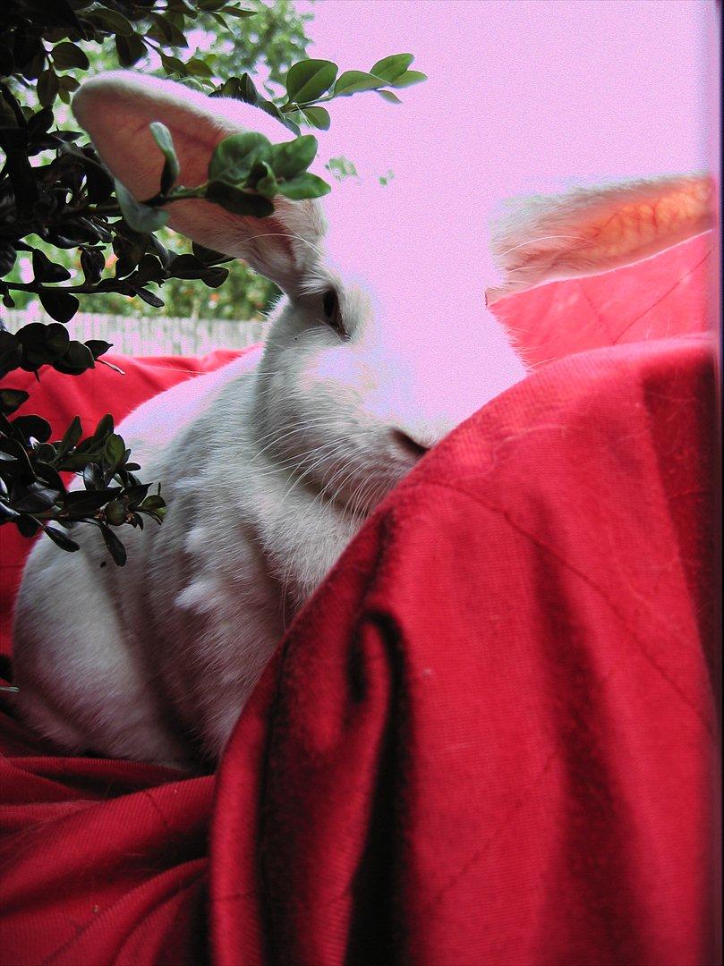 Kanin Mira billede 17