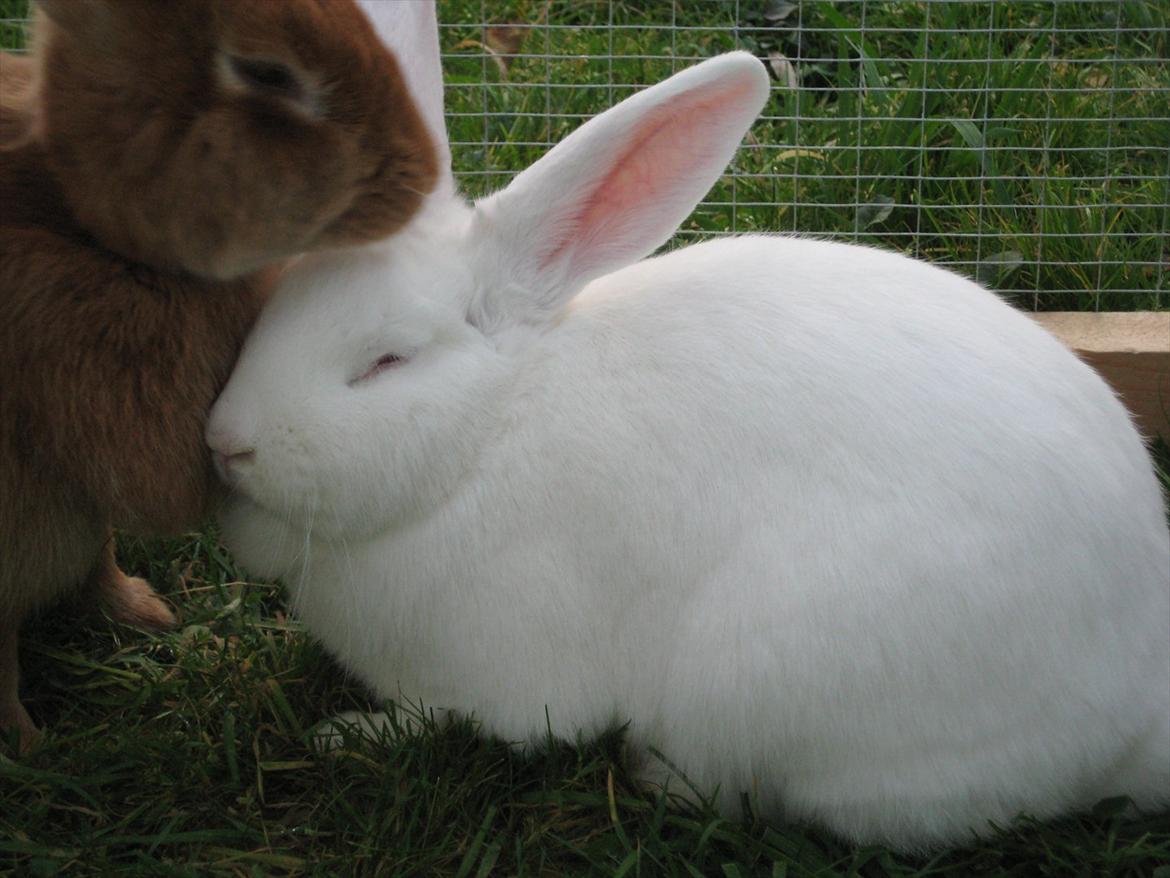 Kanin Mira billede 18