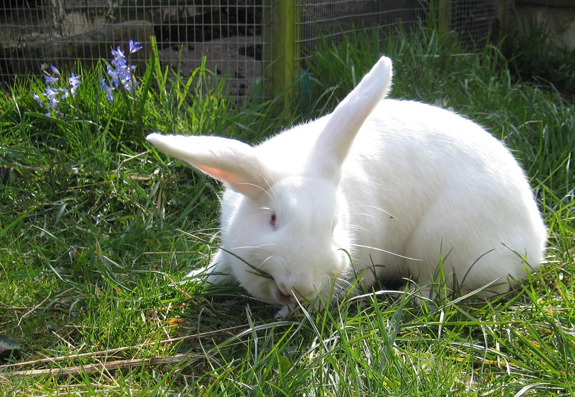 Kanin Mira billede 19