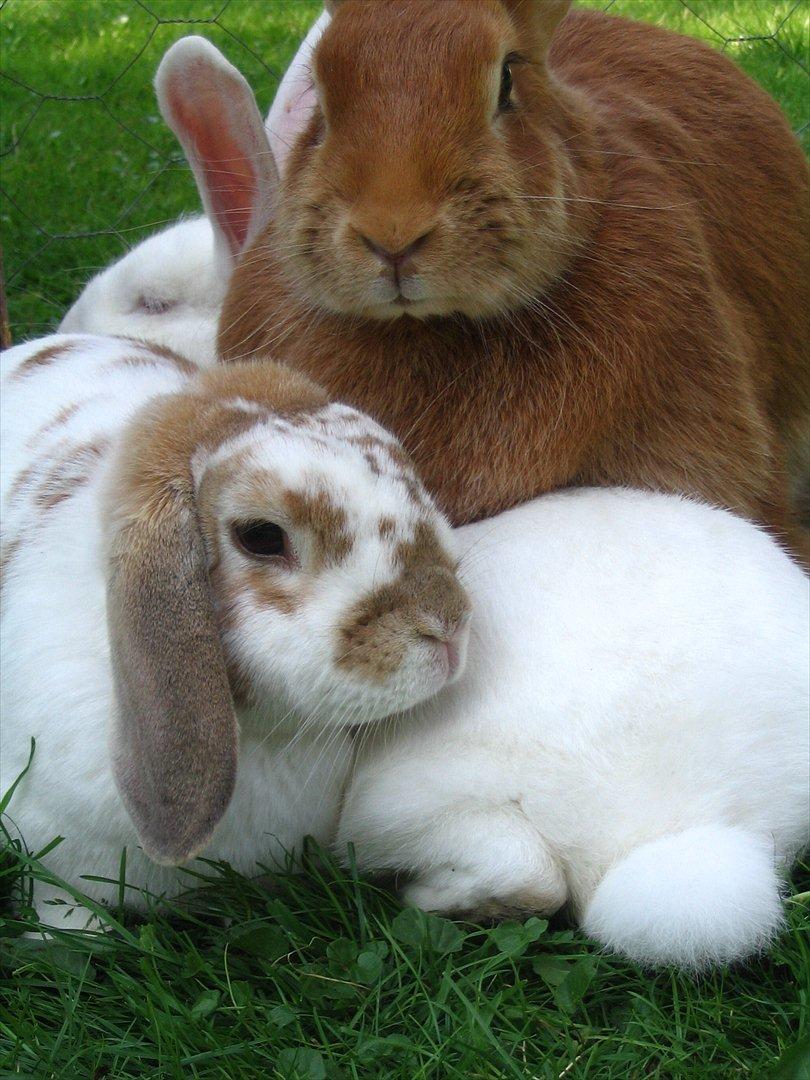 Kanin Smartii billede 20