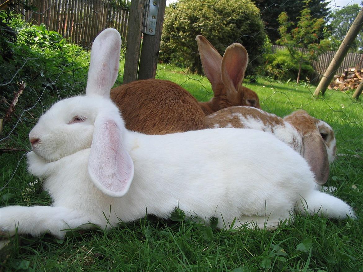 Kanin Mira billede 20