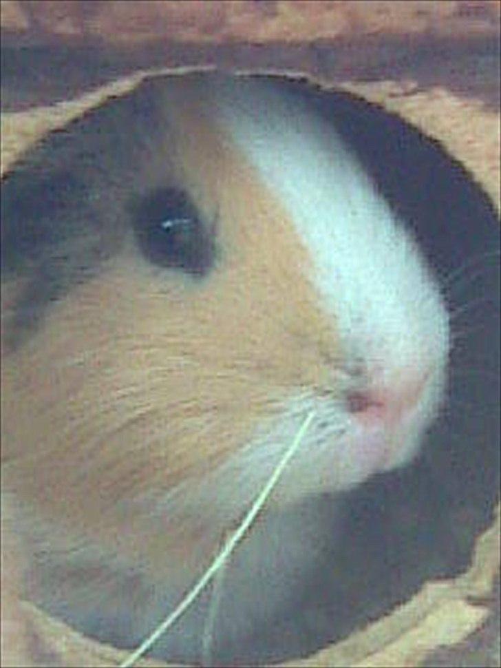 Marsvin Bluebells Anya billede 2