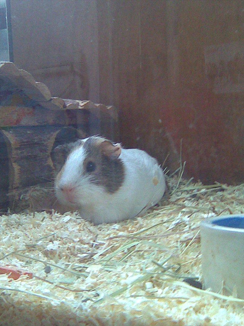 Marsvin Bluebells Anya billede 3