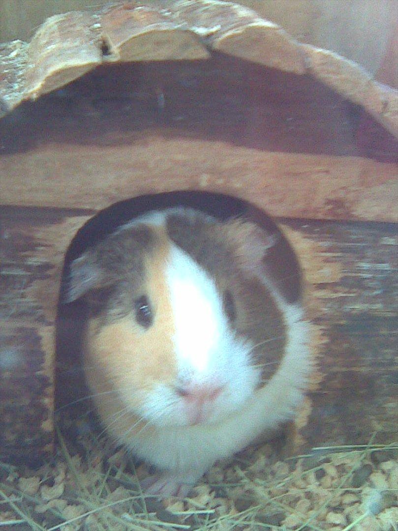 Marsvin Bluebells Anya billede 1