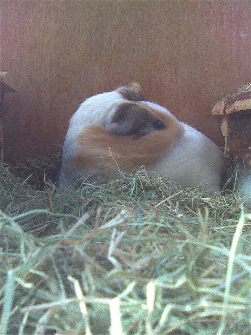 Marsvin Bluebells Anya billede 4