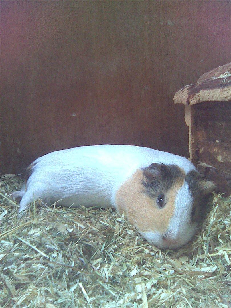 Marsvin Bluebells Anya - elsker at flade ud billede 5