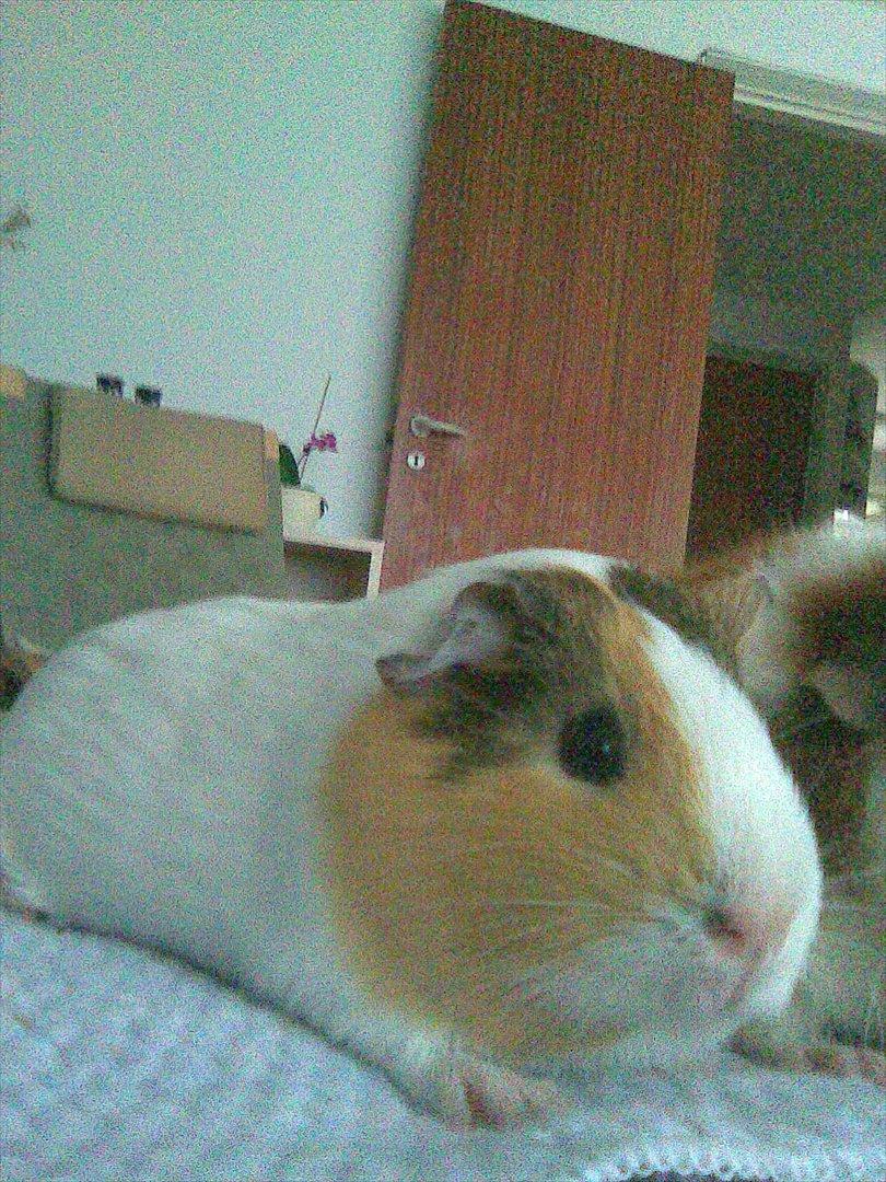 Marsvin Bluebells Anya billede 6