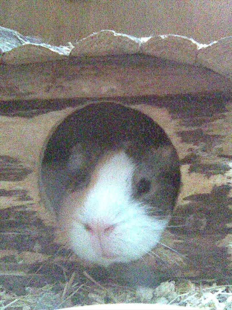 Marsvin Bluebells Anya billede 7