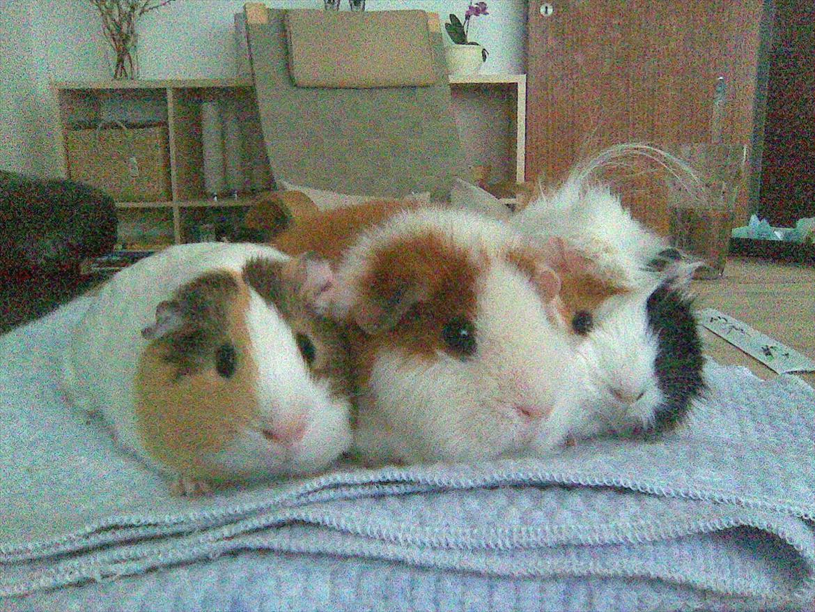 Marsvin Bluebells Anya - sammen med de gamle venner:') billede 8