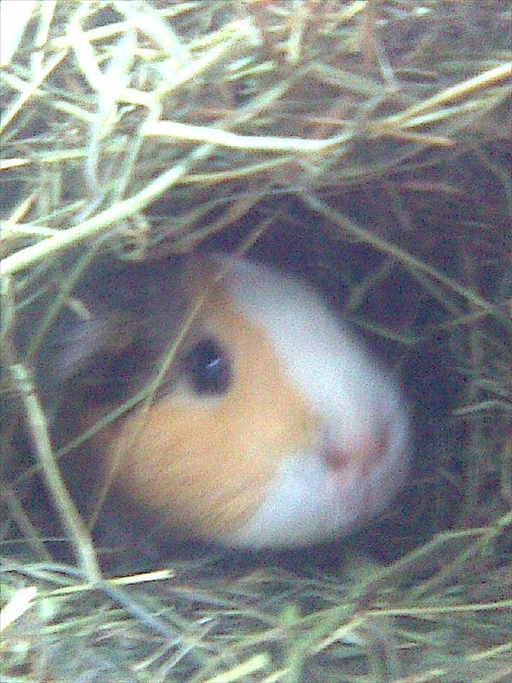 Marsvin Bluebells Anya - gemmer sig i høet billede 9