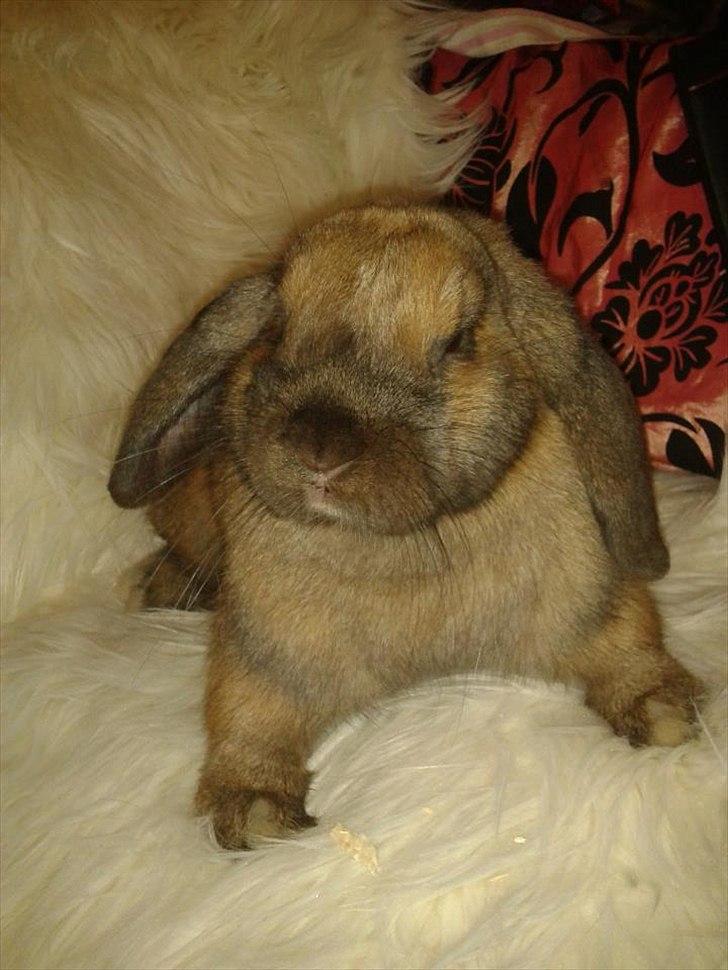 Kanin Naked Nagini Tosqua billede 19