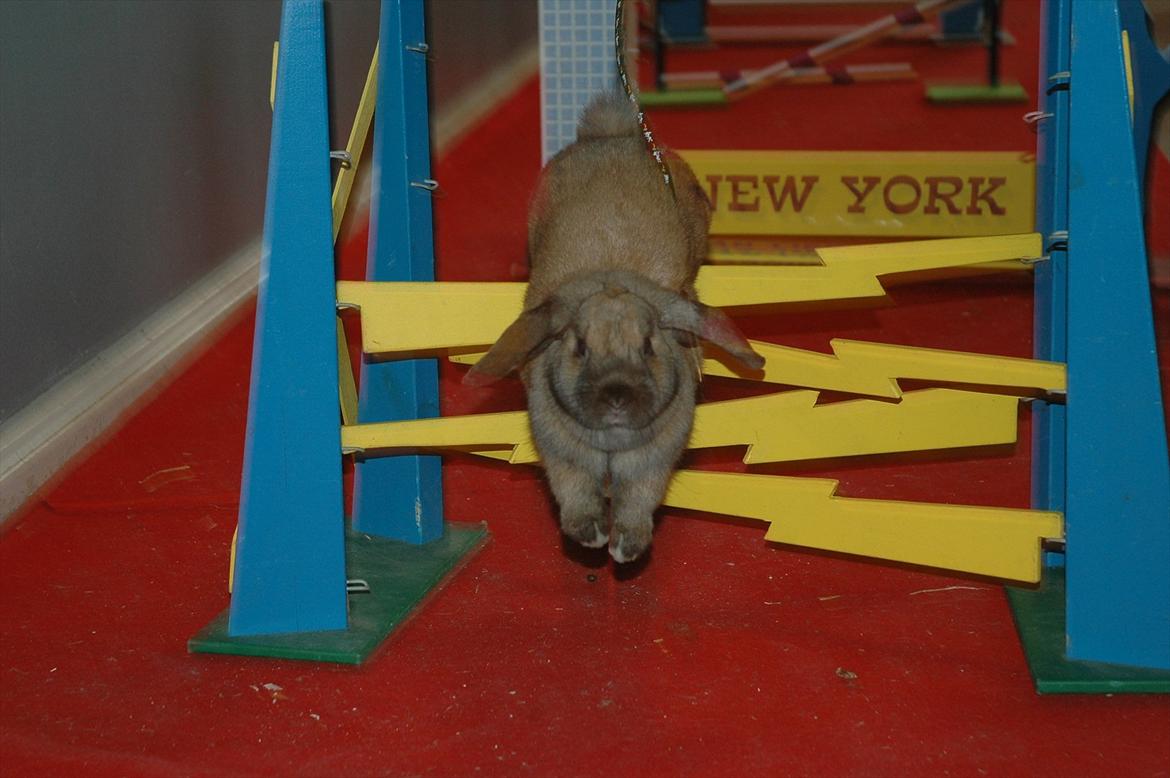 Kanin Naked Nagini Tosqua billede 1