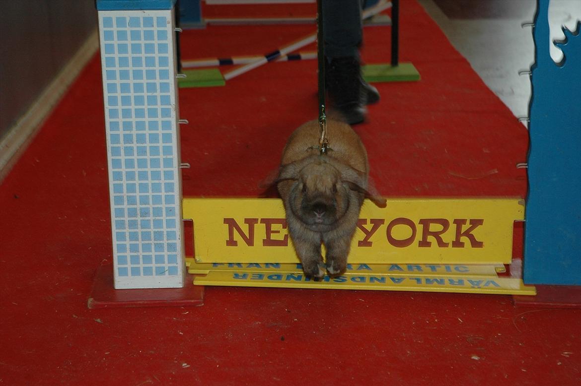 Kanin Naked Nagini Tosqua billede 20