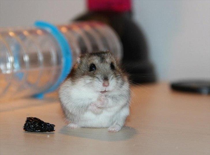 Dværghamster Dumle  - Dumle med sin rosin. ca. 6 måneder gammel billede 2